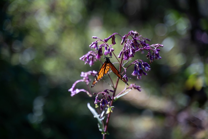 Monarch butterflies begin their annual migration to Mexico