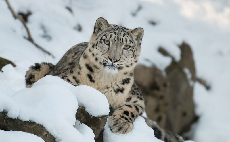 Mongolia plans to join International Snow Leopard Trust