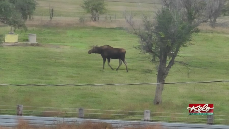 Moose spotted in Timber Lake