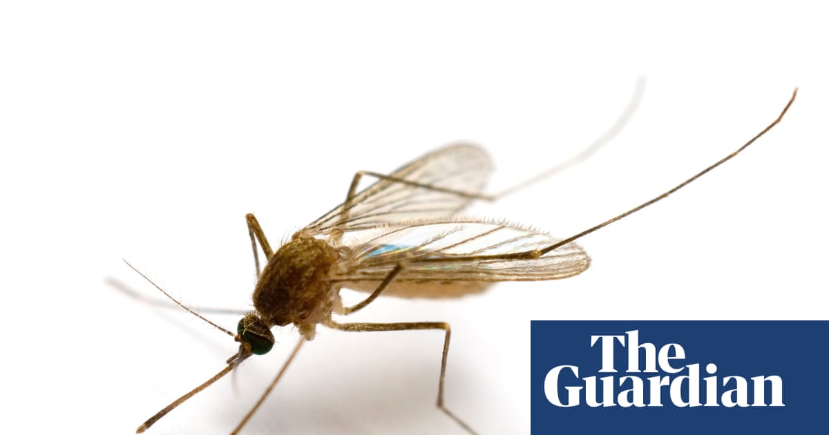 Mosquitoes found in Iceland for first time as climate crisis warms country | Insects