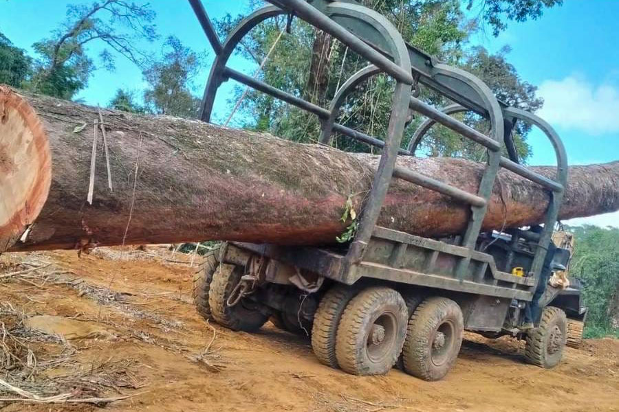 Most Cambodia & Laos tree cover loss in 2024 happened inside protected areas