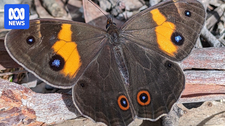 Nationwide Bug Hunt to capture Australia's insect, invertebrate underworld
