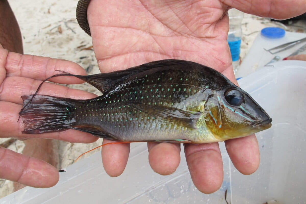 Negro River study finds genetic damage in fish after oil spill