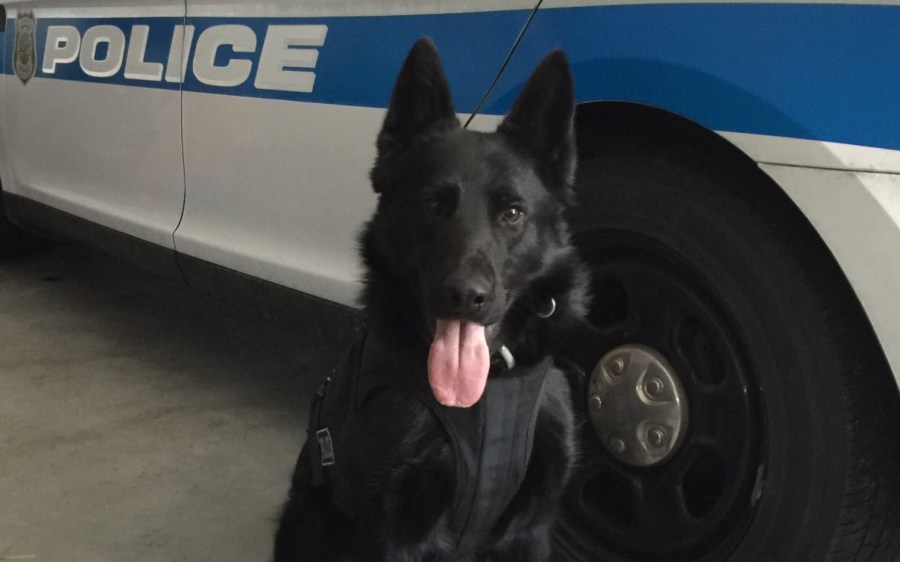 New Bedford police mourn the loss of retired K-9 Thor