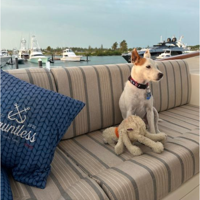 New children's book follows adventures of rescue dog Maxwell Marks