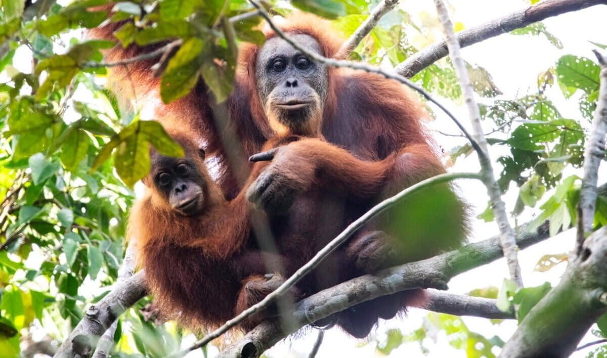 New cluster of Tapanuli orangutans discovered in Sumatra peat swamp