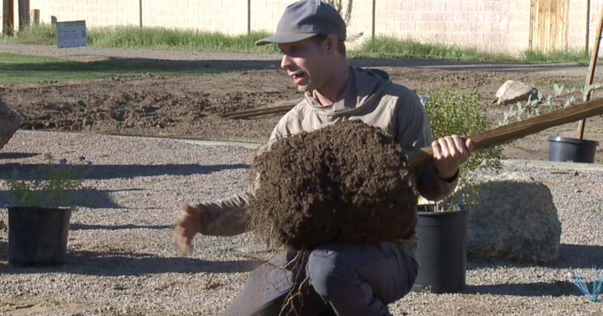 New trees take root at Mesa’s Reed Park