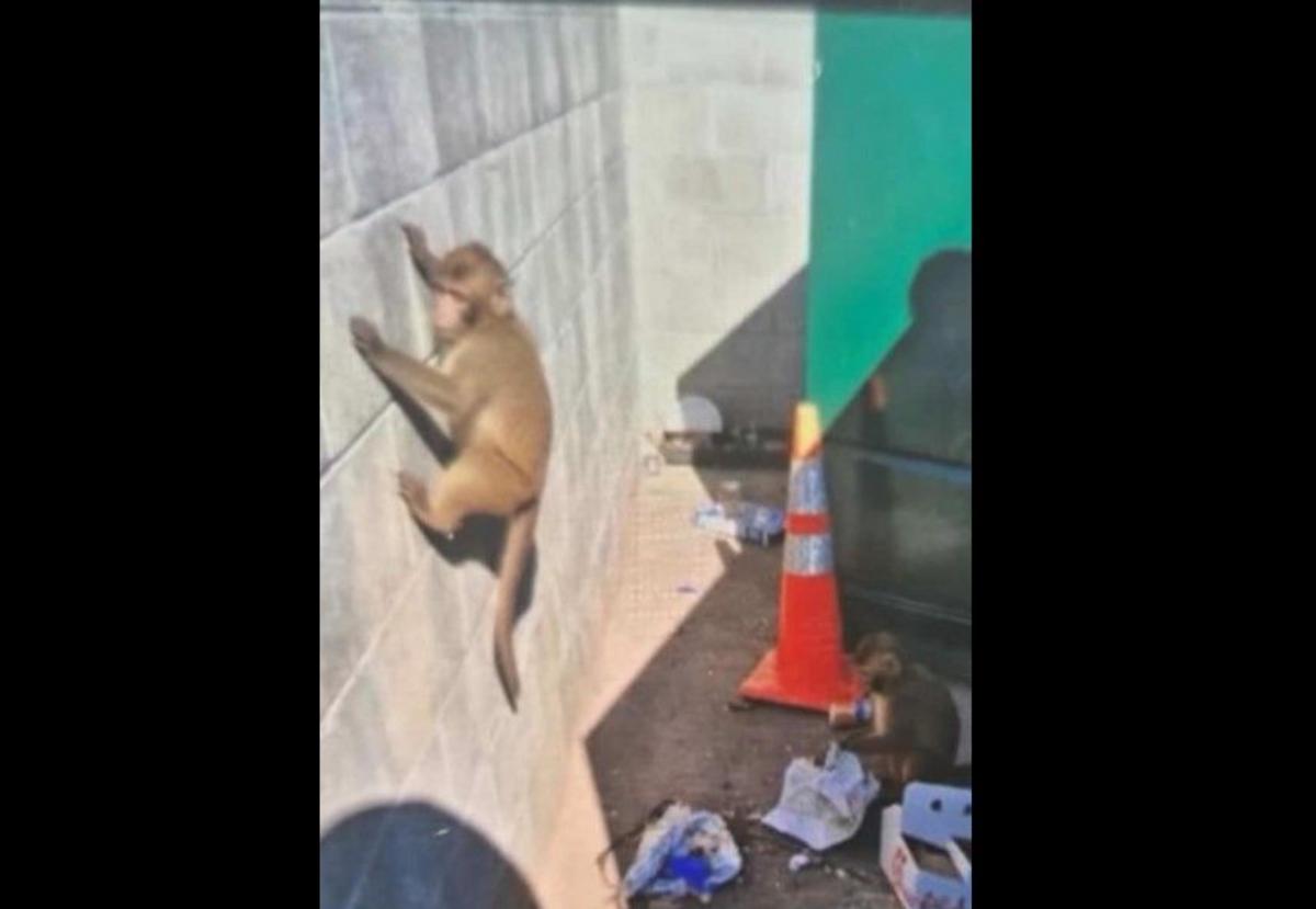 Newark officials investigate wild monkey reports in apartment complex