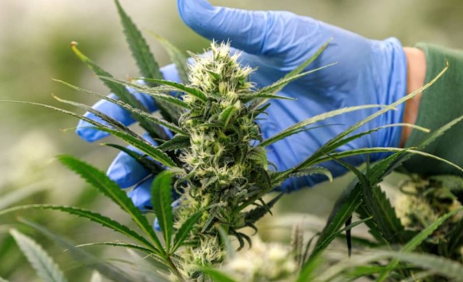 OPINION: What cannabis legislation can teach us about foreign direct investment (Part 2)