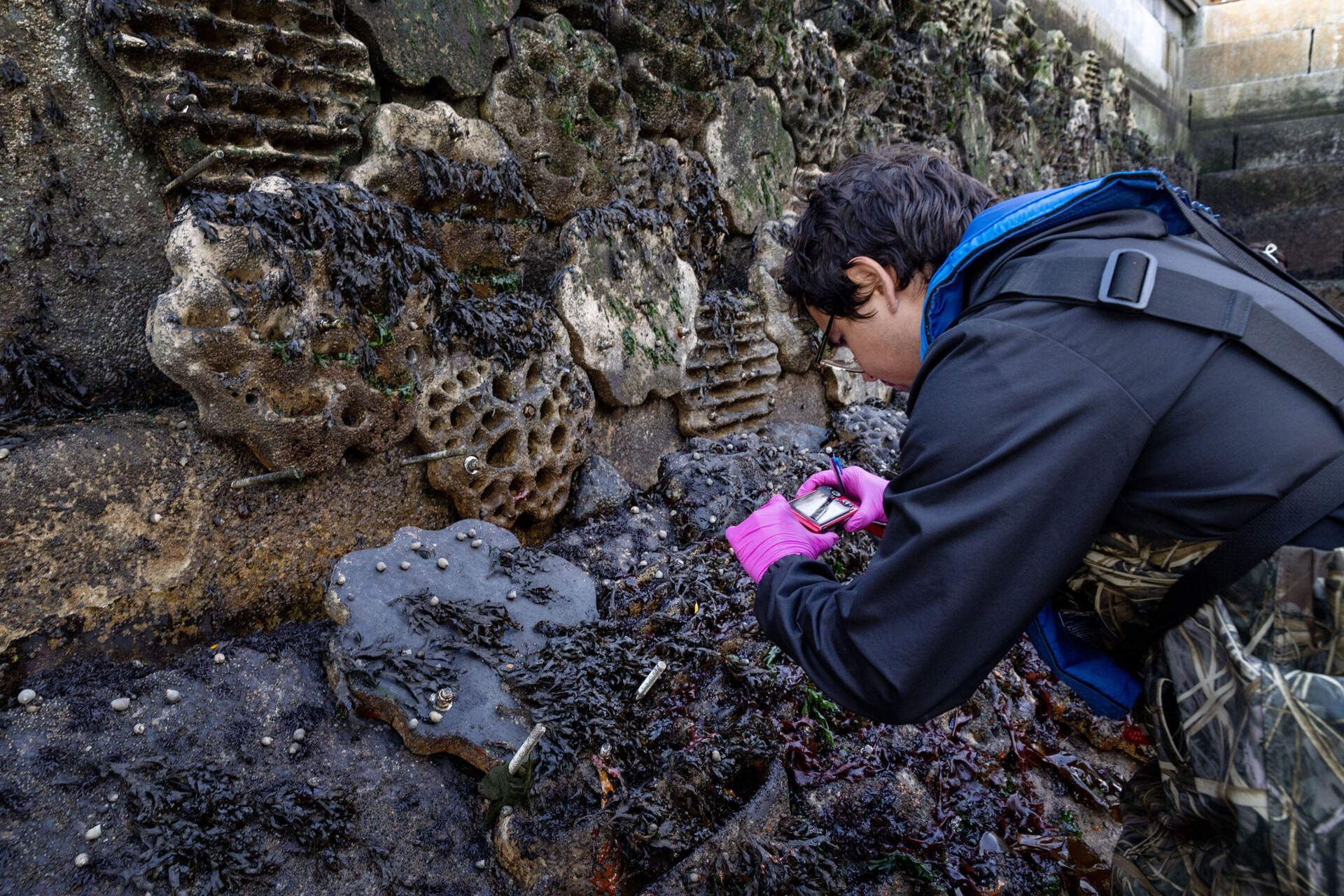 Sea snails cling to one of the flat modular habitat panels of the Living Seawall in Boston's Seaport.  (Robin Lubbock/WBUR)
