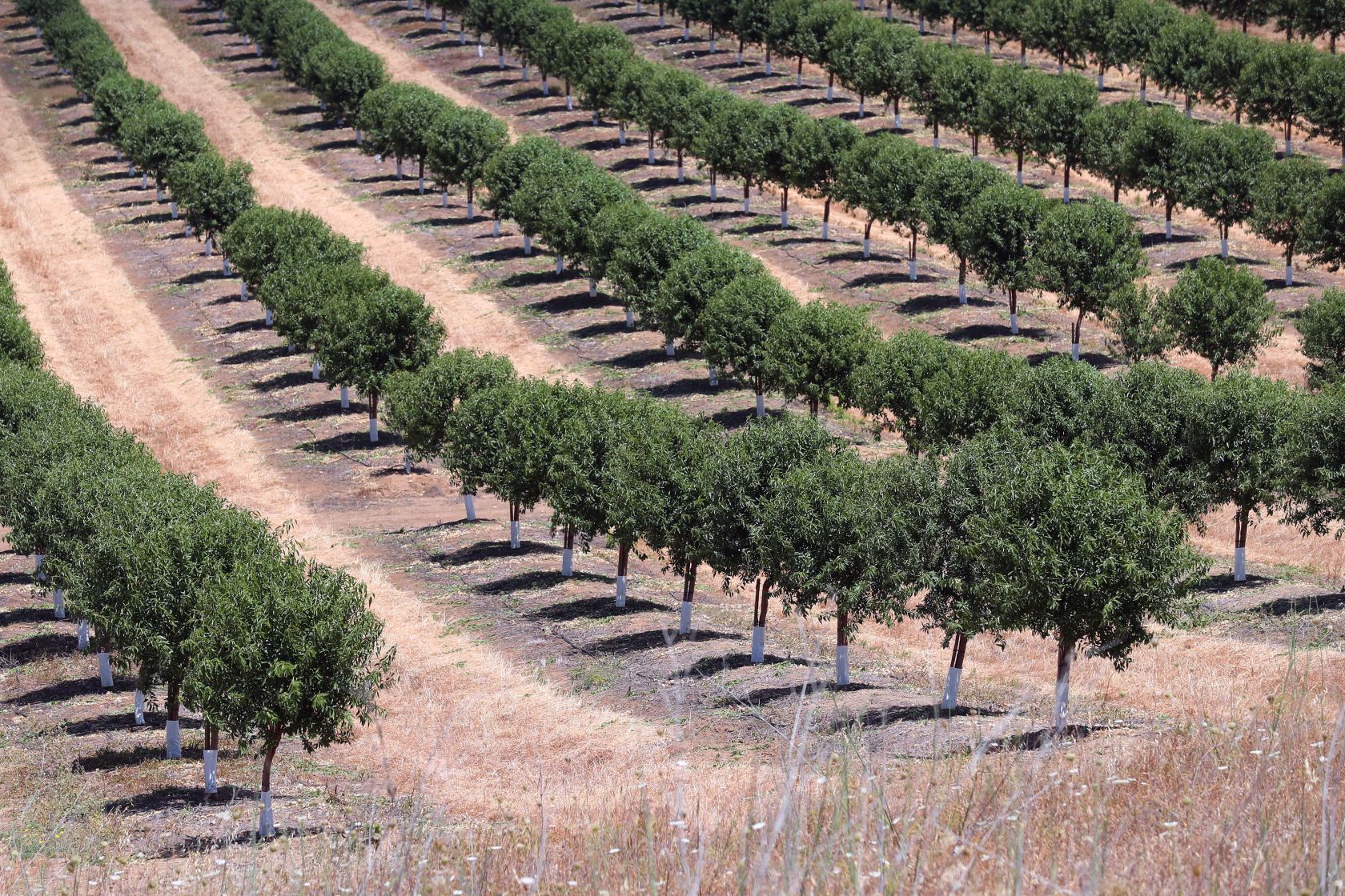 Optimism in Portugal olive oil production