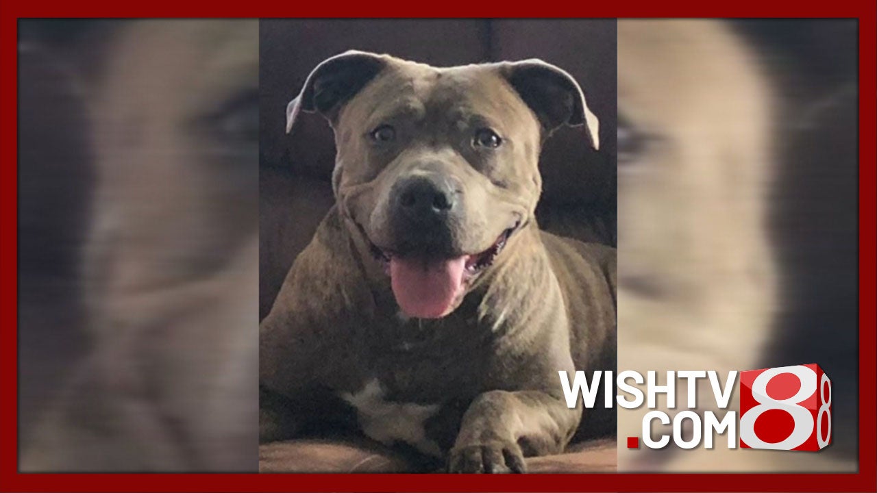 Project Pit Stop aims to build housing for pit bulls in Indianapolis - Indianapolis News | Indiana Weather | Indiana Traffic