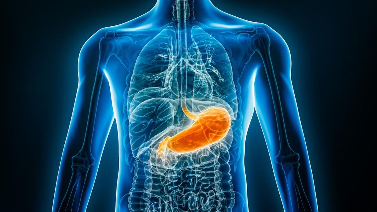Proses Pencernaan di Lambung dan Kebiasaan Makan yang Baik