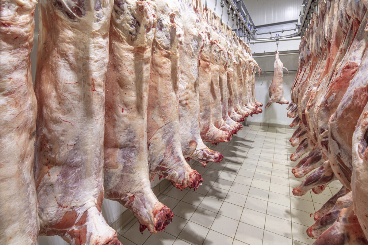 PvdD ban on slaughtering animals without stunning backed by RvS