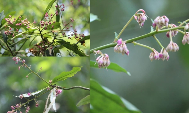 Rare Ardisia pedunculosa recorded in Assam for the first time