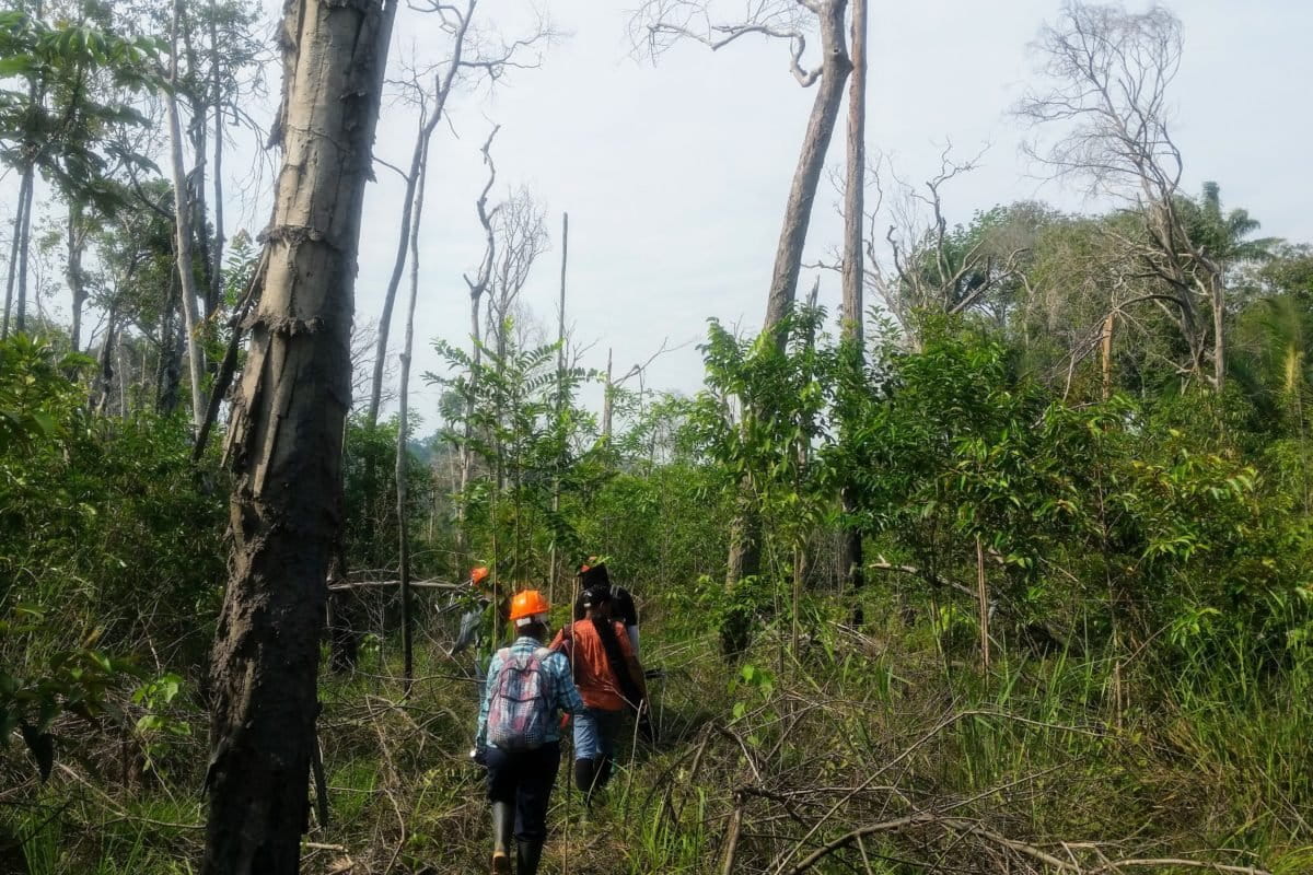 Report finds increased tropical forest regrowth over the last decade