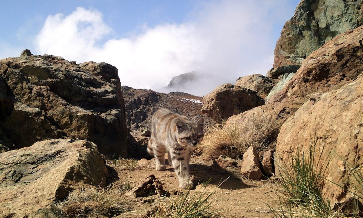 Researchers fear Chile copper project may threaten rare Andean cat population
