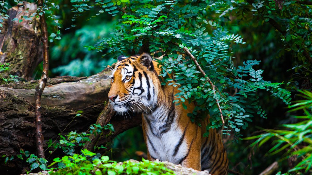 School, college students to participate in tiger census in Odisha’s Debrigarh sanctuary