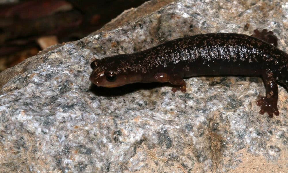 Scientists Identify New Salamander in Costa Rica's Highest Peak Ecosystem