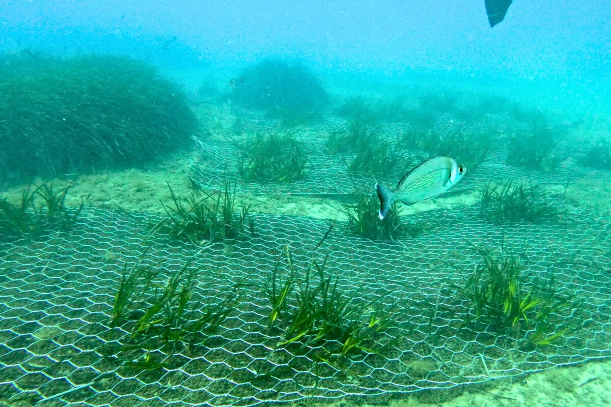 Scientists map Italy’s entire coast to guide seagrass and marine recovery