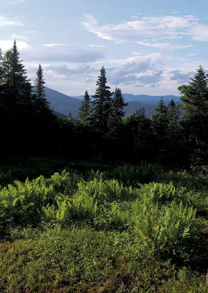 Search for Woman Who Attempted to Cross Border Turns Up Remains in Remote Jay