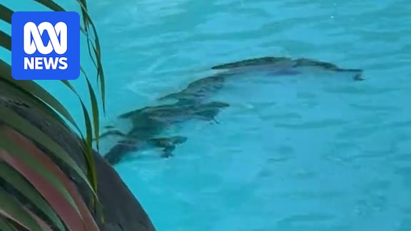 'Sheraton' the crocodile set for new life after being found in a Port Douglas resort pool