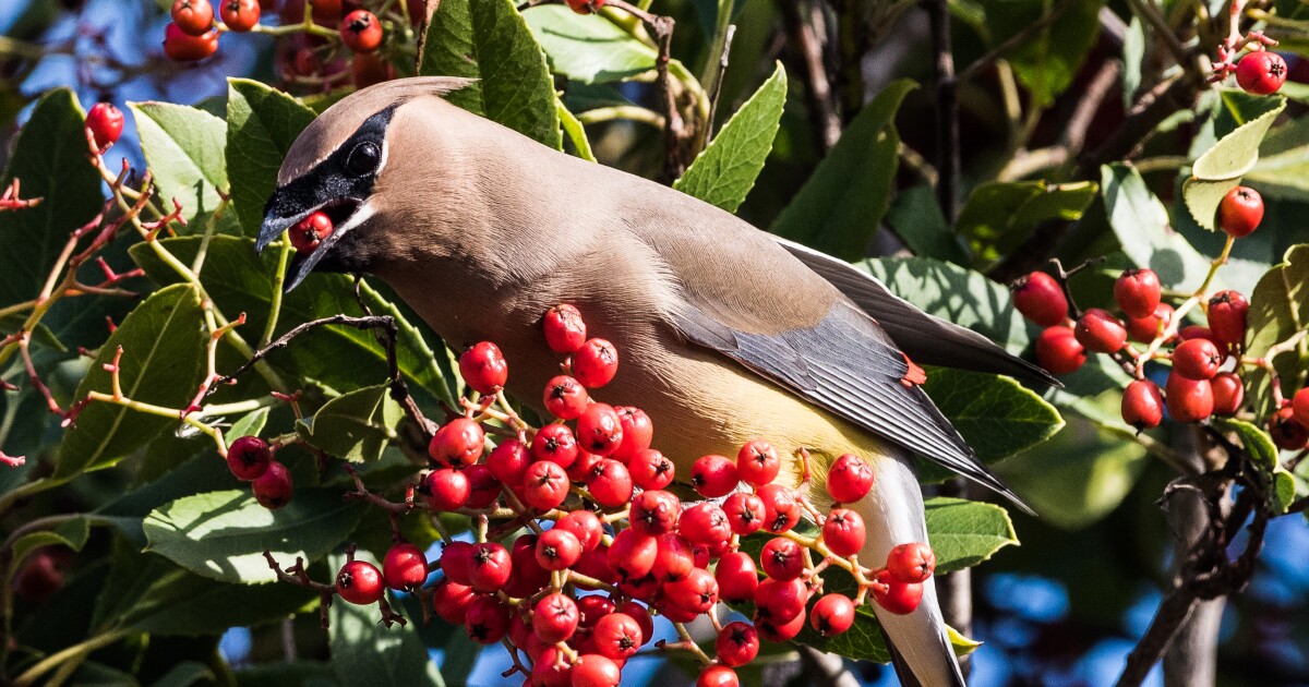 Something Wild: Not just nuts - ‘soft mast’ also fuels the forest