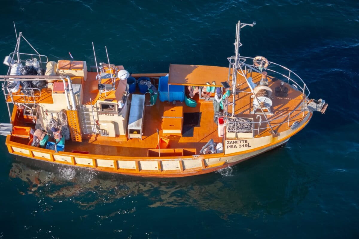 South African sharks threatened by fisheries, weak enforcement