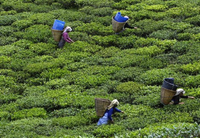 TRI Calls for Climate-Smart Farming, GI Branding in Sri Lanka Tea Sector