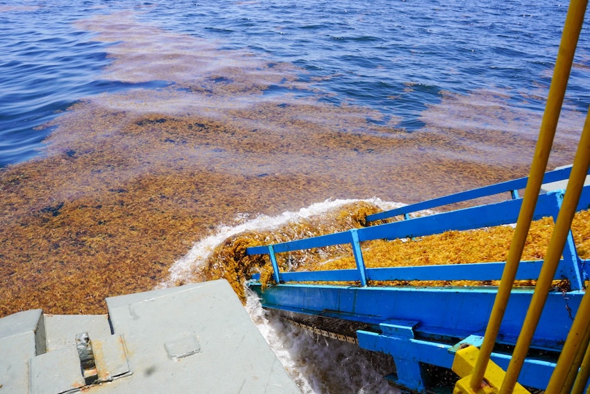 The 2025 sargassum season is coming to an end