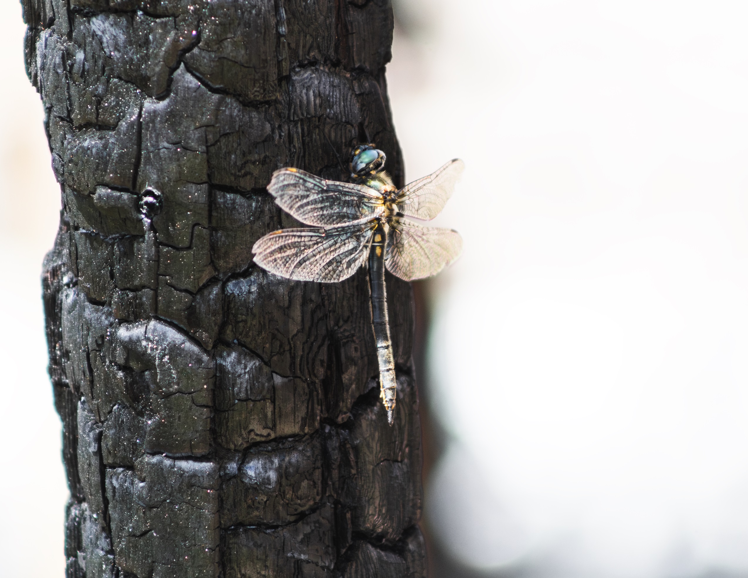 The dragonfly mating game has been upended, new study finds. And that has repercussions up and down the food chain