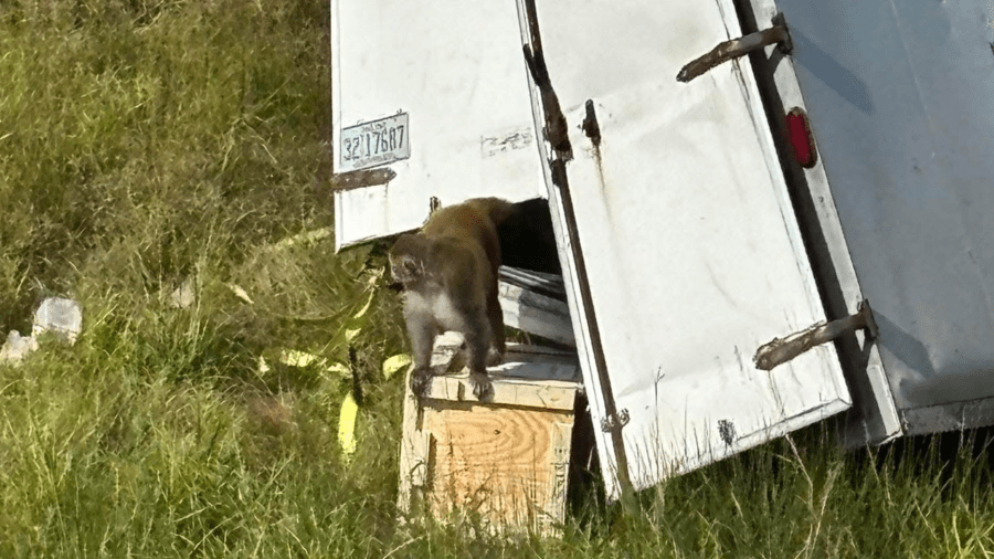Three monkeys still missing after crash in Mississippi