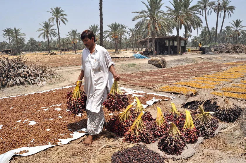 uae to expedite work on date processing plants