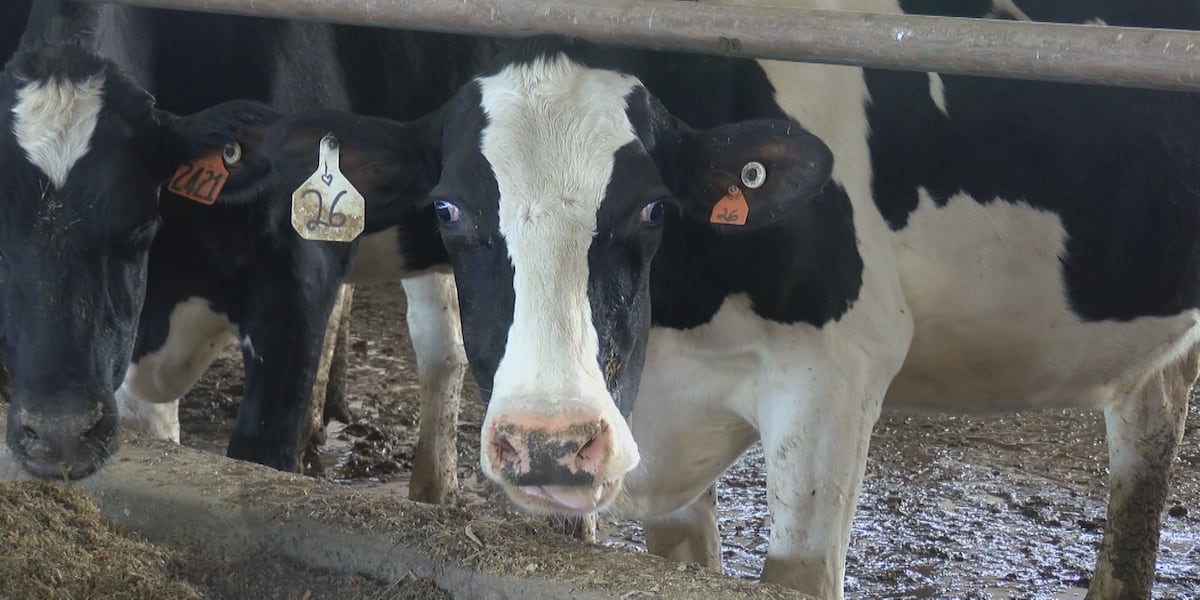 UVM researchers developing system to turn cow manure into propane