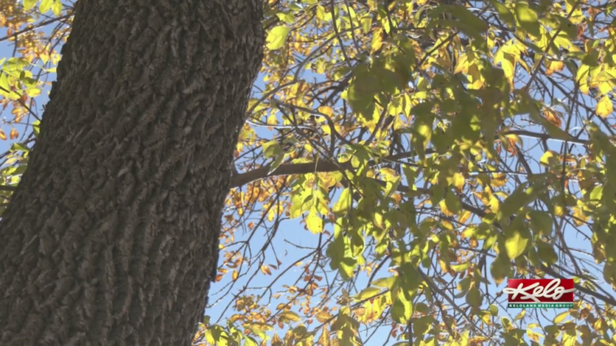 What's the latest on emerald ash borer in SF?