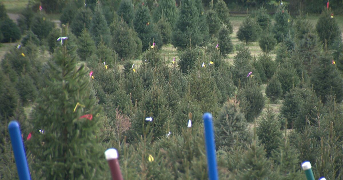 Why are people buying Christmas trees in October? A farm owner explains.