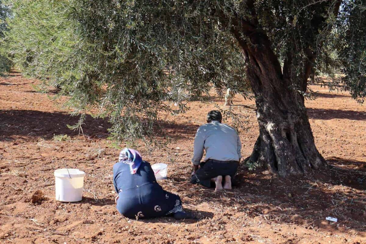 Farmers collect olives from the ground during the annual harvest in Syria’s northwestern, Kurdish-majority Afrin region, 16/10/2025 (Natacha Danon/Syria Direct)