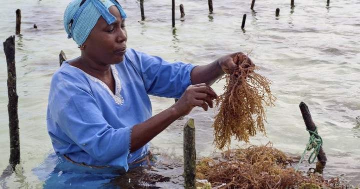 Zanzibar is seeing a seaweed boom. Can the women collecting it cash in? - National
