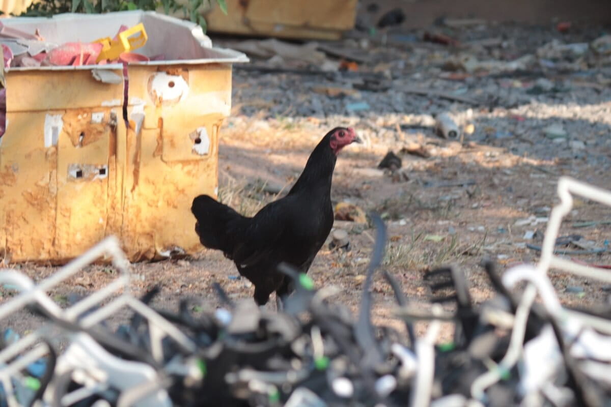 A free-ranging chicken amid metal scrap in Thailand. The mismanagement of ash from incineration and metal production is another serious public health issue.