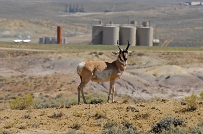 ‘Energy dominance’ meets migration: All Wyoming corridors overlap with proposed oil and gas leases