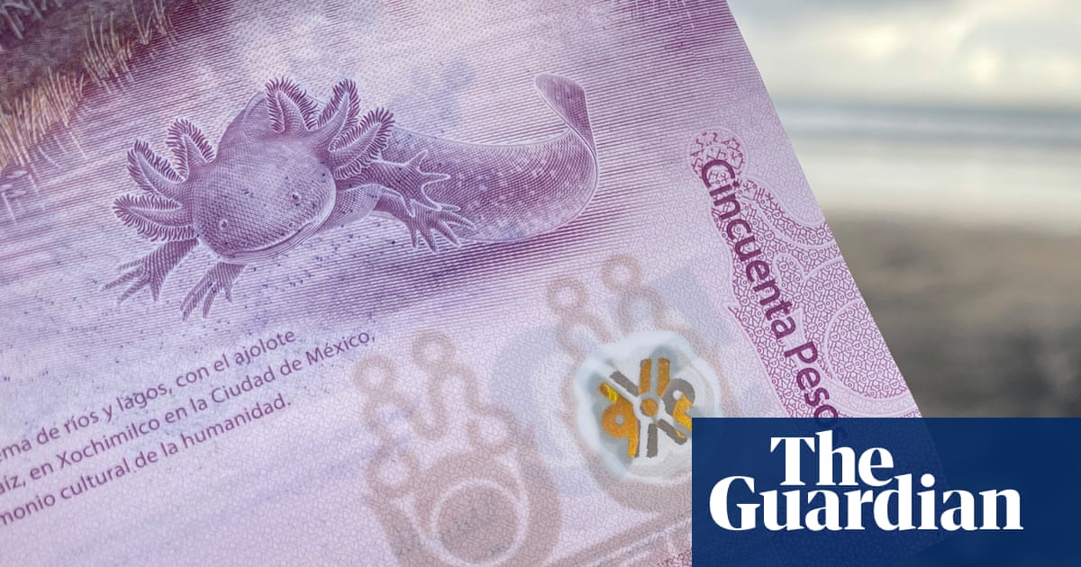 A lot of axolotls: the amphibian-themed banknote Mexicans don’t want to spend | Mexico