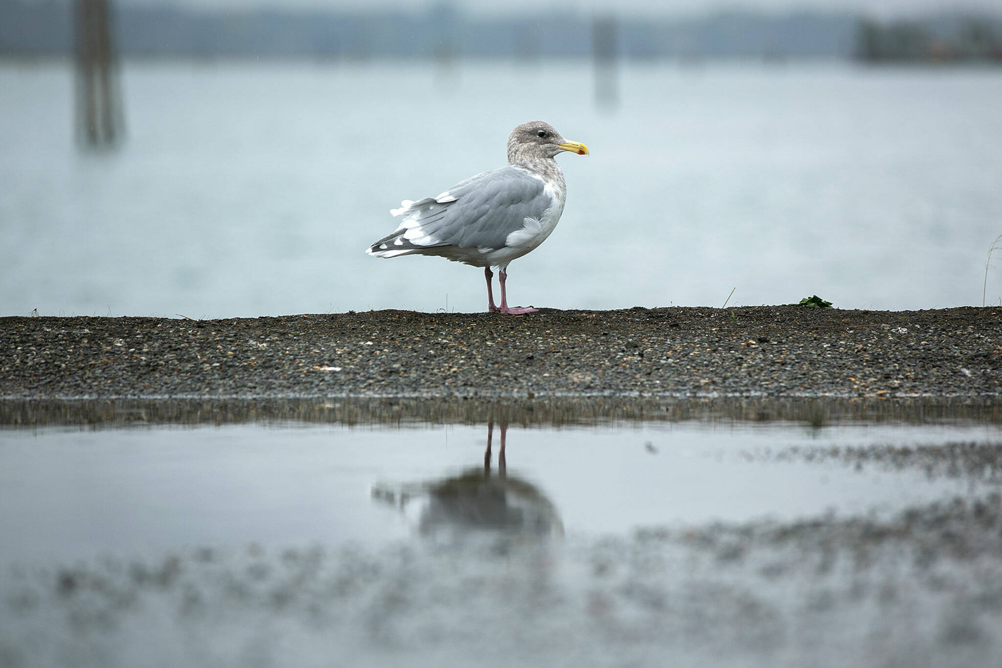 A seagull is reflected in pooling water as a steady rain comes down over the Port of Everett. (Ryan Berry / The Herald)