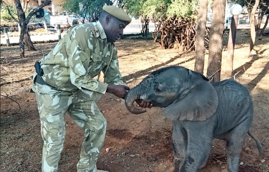 Abandoned elephant calf airlifted to safety after rescue in Kajiado