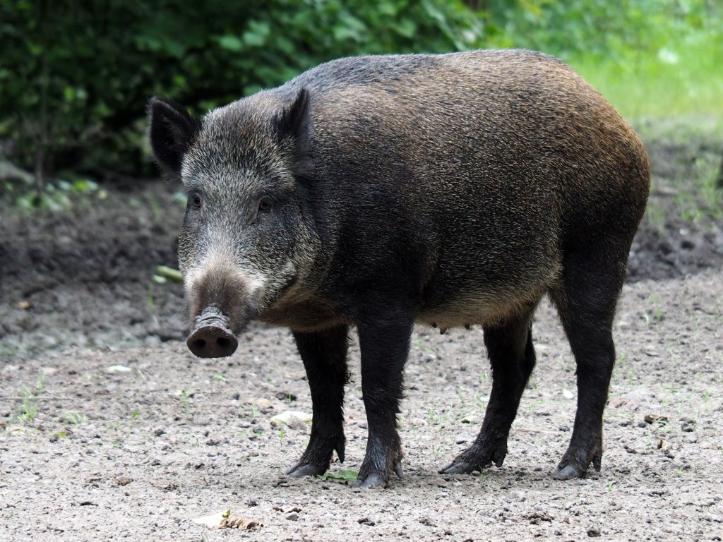 African swine fever detected in two wild boars near Barcelona, Spain’s first cases since 1994