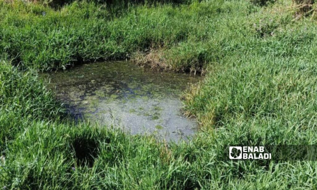 Stagnant wastewater pit in al-Nasiriya (western Daraa countryside, southern Syria), 16 October 2025 (Enab Baladi/Mahjoub al-Hashish)