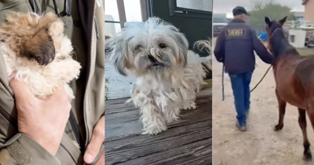 Animals rescued from ‘horrific’ living conditions in Buckeye on ...