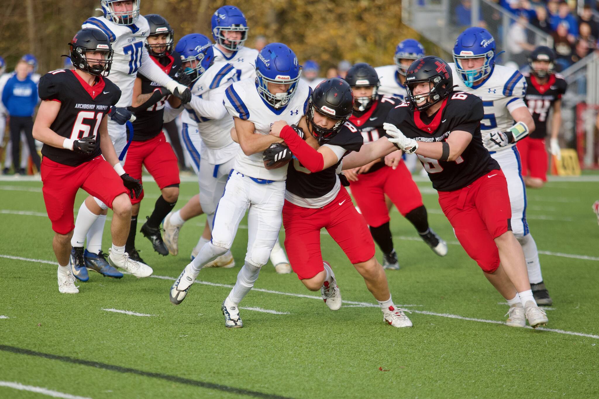 Archbishop Murphy junior Jack Burns (8 in black) wraps up a Pullman ball-carrier for a third-down stop in the Wildcats' 51-7 win against the Greyhounds in a 2A winner-to-state playoff game at Terry Ennis Stadium on Nov. 8, 2025. (Joe Pohoryles / The Herald)