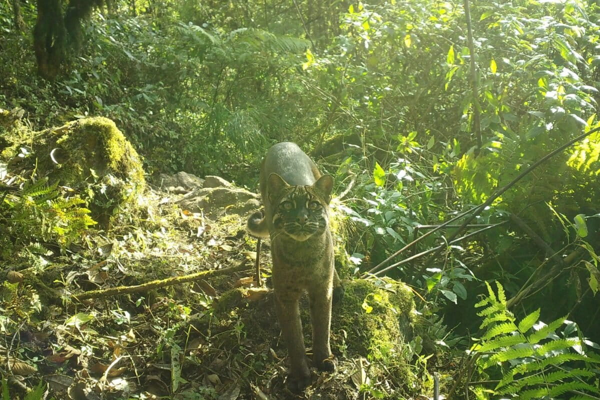 Asian golden cat caught on camera in Nepal.