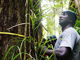 Associate Professor Katovai elected Fellow of the Pacific Academy of Sciences