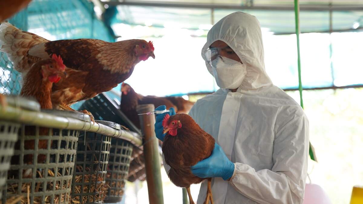 Sanitation measures are strict at poultry farms as Europe deals with a highly infectious strain of avian influenza, H5N5